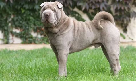 Todo Lo Que Necesitas Saber Sobre La Raza De Perro Shar Pei La Web De