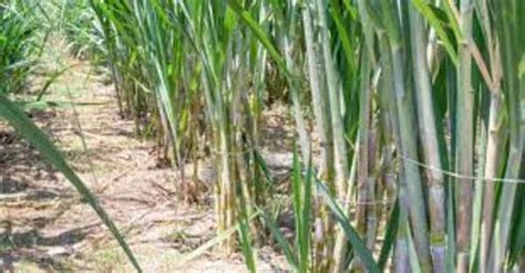 Agriculture Fertilizer Vermicompost Organic Manure Manufacturer From Pune