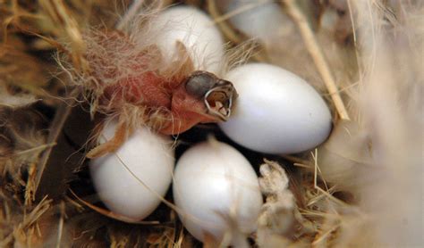 Climate change causing bird eggs to hatch early - Australian Geographic