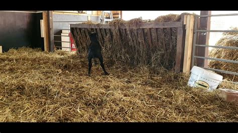 Olle Sex Dagar Gammal YouTube