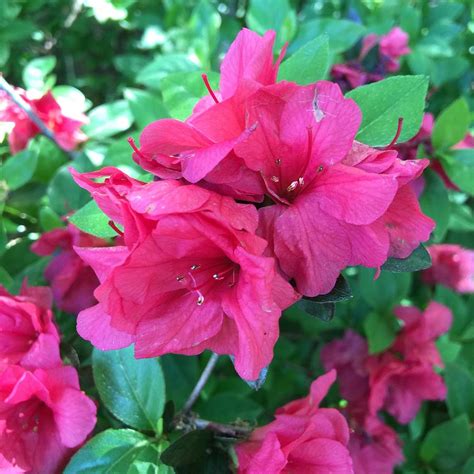 Dark Pink Flowers Photograph by Amber Skinner - Fine Art America