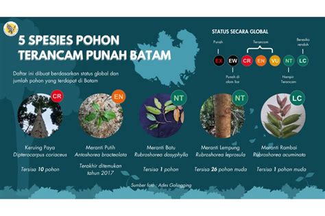 Keruing Paya Pohon Raksasa Di Batam Yang Terancam Punah