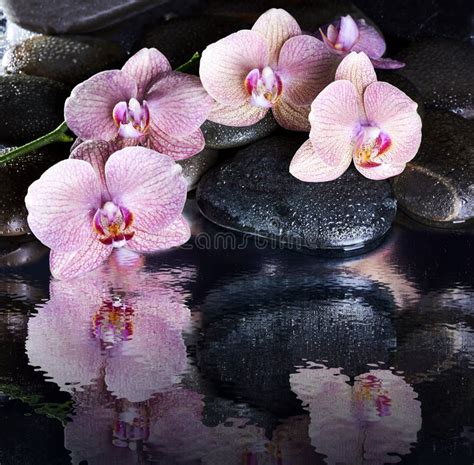 Wet Spa Pebbles And Pink Orchids Stock Photo Image Of Care Beauty