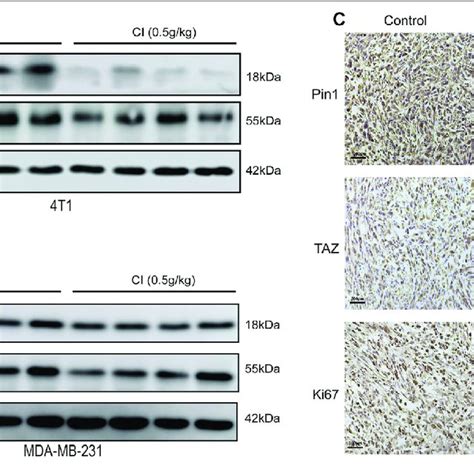 Ci Regulates The Pin Taz Signaling Pathway A Protein Pin And