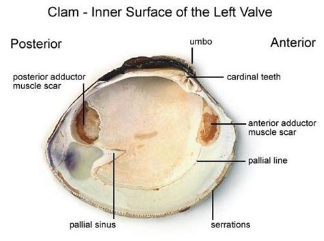 Clam shell Diagram | Quizlet