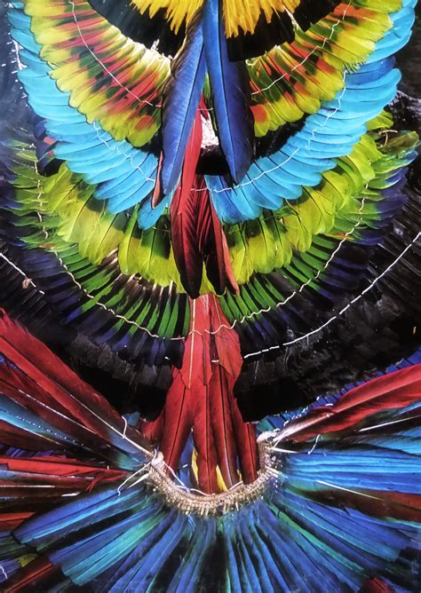 Free Images Nature Bird Wing Jungle Color Colorful Feather Macaw Native Illustration