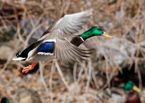 Mallard Ducks Get To Know More About These Flying Wild Ducks