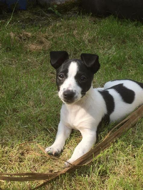 12 Week Old Jack Russell Puppy Fully Vaccinated And Microchipped In