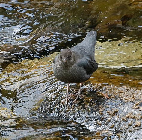 Surner Birding