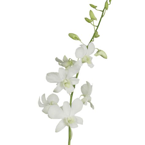 White Dendrobium Orchids Toronto Bulk Flowers Wholesale Orchids