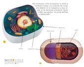 Tomi Digital La C Lula Unidad Estructural De Los Seres Vivos Ciencias