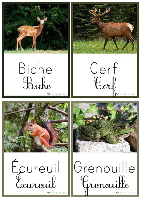 Cartes De Nomenclature Sur Le Th Me Des Animaux De La For T Pour