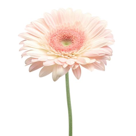 Pink Gerbera Daisy Flower 27188759 Png