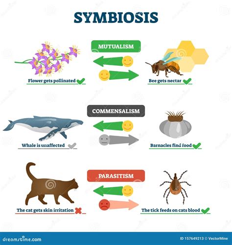 Symbiosis Vector Illustration Labeled Living Together Educational