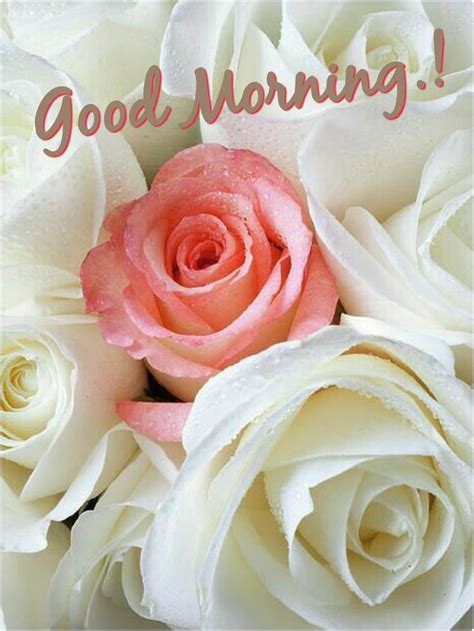 Pin On Good Morning Good Morning Flowers White Roses Morning Flowers