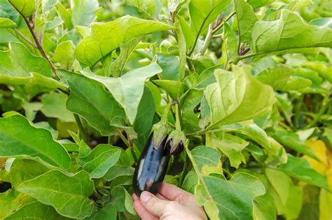 Alternaria Rot Management In Eggplant Symptoms Treatment Chemical
