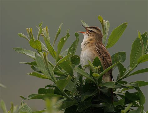 Nature Group Visit To St Aidans Rspb Reserve Yorkshire