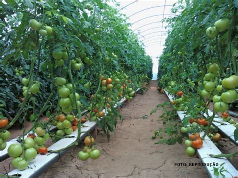 Tomate Hidrop Nico Um Cultivo Em Plena Expans O No Brasil Cursos A