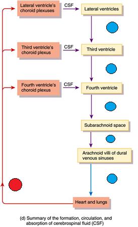 Circulation Of Cerebrospinal Fluid Flow Chart