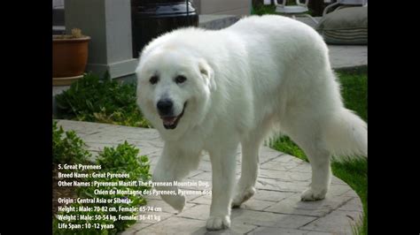 Top 10 Tallest Dogs | TALL DOGS | AMAZING - YouTube