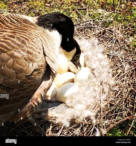 A mother Canadian goose tending to her eggs Stock Photo - Alamy