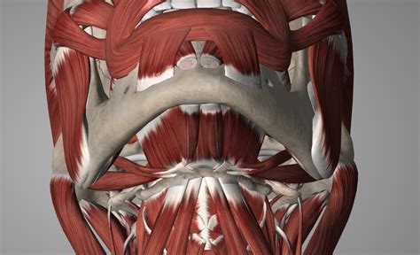 Supra Hyoid Muscles Diagram Quizlet