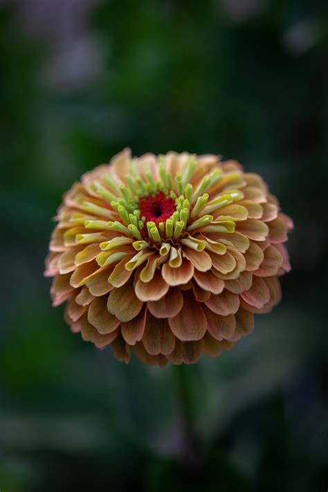 Zinnia Elegans Queen Lime Orange Seeds 3 25 From Chiltern Seeds