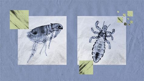 Flea vs. lice: Symptoms, causes, treatment, and more