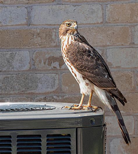 Cooper's Hawk, juvenile | BirdForum