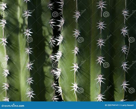 Detalhes De Fechamento Do Cacto Imagem De Stock Imagem De Nave Seco