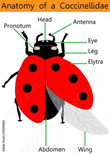 Anatomy Of A Ladybug Stock Image And Royalty Free Vector Files On Pic 30296420