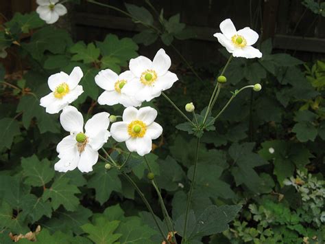 How To Grow Japanese Anemones Windflowers HubPages