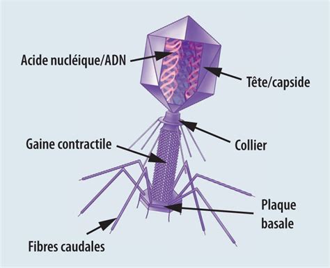 La phagothérapie Figure 1