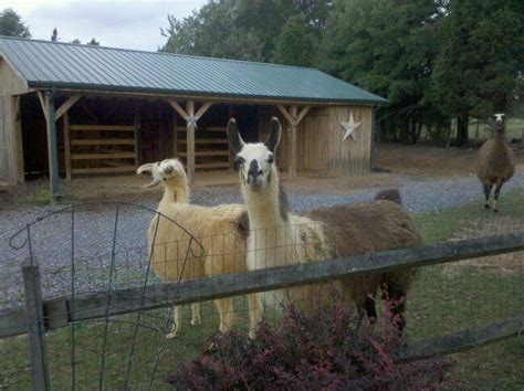 Actually three llamas.