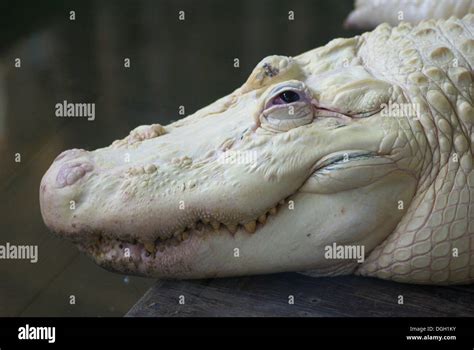 Leucistic Crocodile