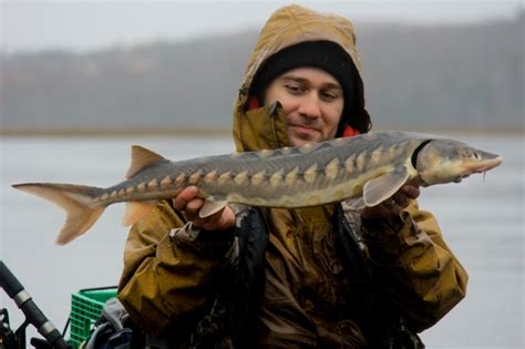 Sturgeon Shortnose Eli