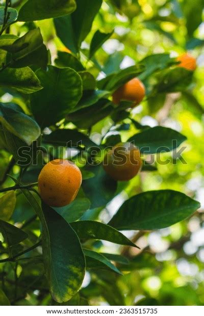 11,600 Tangerine Tree Flower Images, Stock Photos, 3D objects, & Vectors | Shutterstock