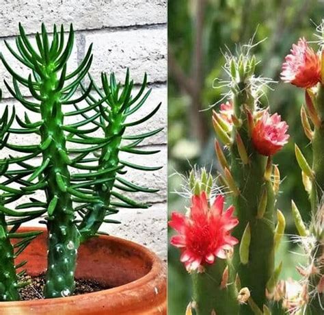 C Mo Cultivar Y Cuidar Cactus De San Pedro Gu A Completa Eco Jard N