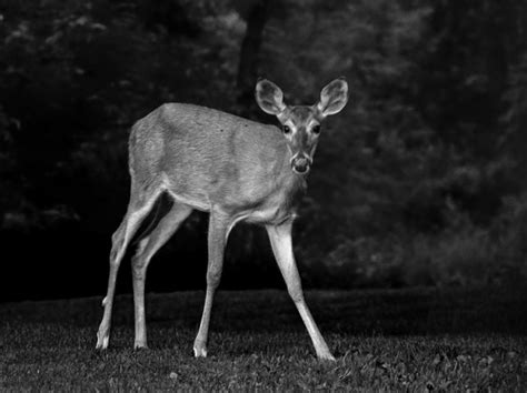 Tips for Black and White Wildlife Photography