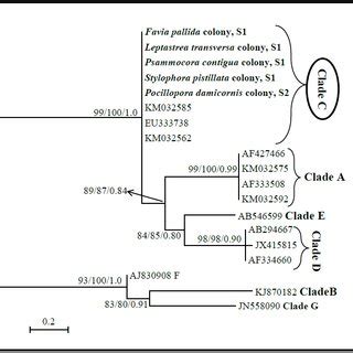 Maximum Likelihood Tree Of Its S Its Sequences For Clade A Values