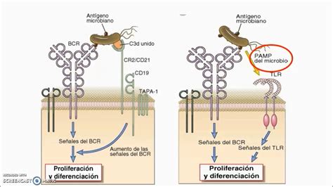 Activación diferenciación de linfocito B y funciones efectoras de