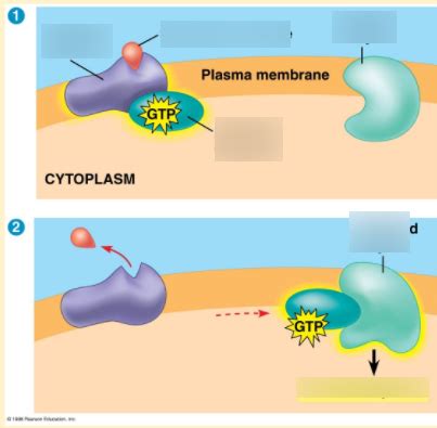 Diagram 14 (G-protein-coupled receptors (GPCR)) Diagram | Quizlet 