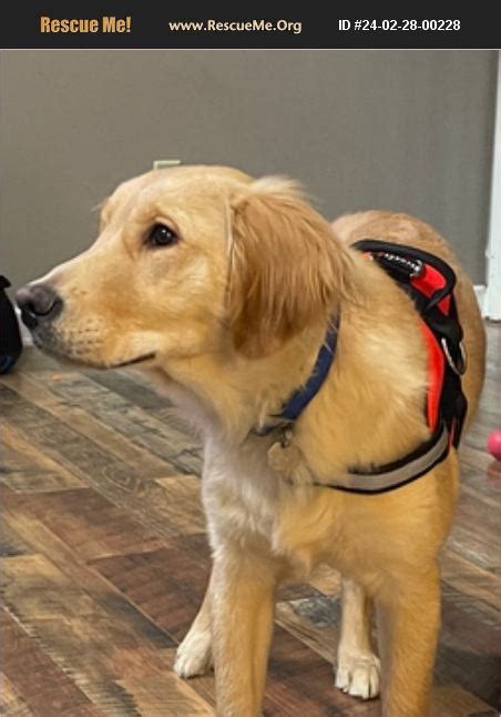 Adopt Golden Retriever Rescue Southaven Ms