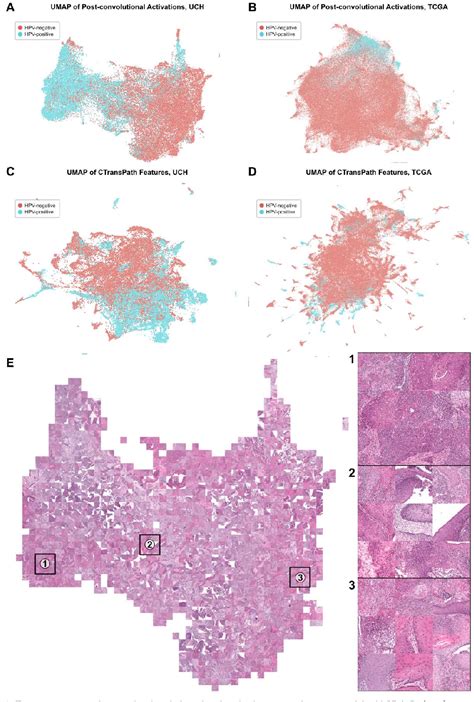 Figure 12 From Slideflow Deep Learning For Digital Histopathology With