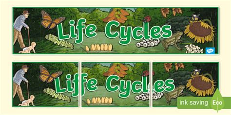 Life Cycles Display Banner Teacher Made Twinkl