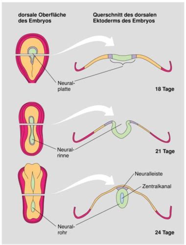 Entwicklung Des Nervensystems Flashcards Quizlet