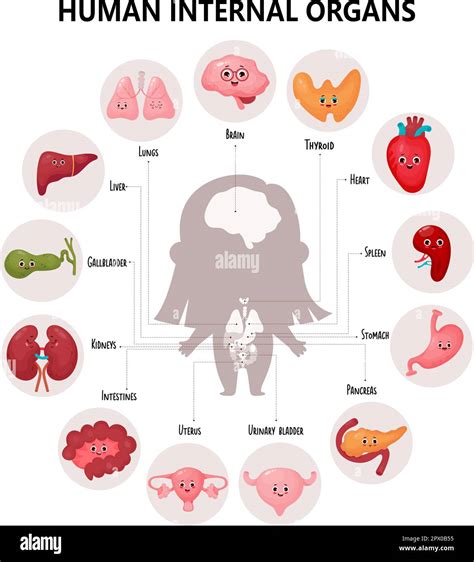 Joli Infographique Anatomie Corps Humain Sch Ma Visuel Des Organes