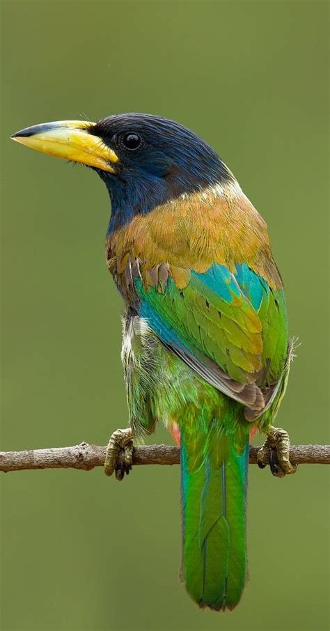 Barbudo grande - Great Barbet - Heulbartvogel - Barbu géant | Aves ...