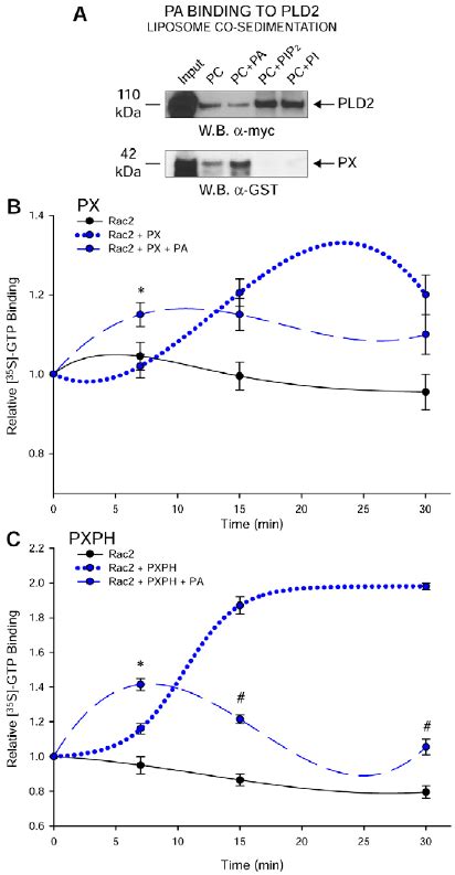 Negative Effect Of Rac2 GTP On PLD2 Lipase Activity A PLD2 Lipase