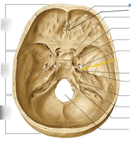 Foramina Of The Skull And What They Hold Superior View Diagram Quizlet